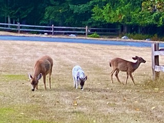 Deer grazing on Blakely Island near the runway